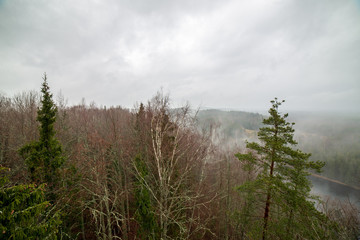 misty forest in winter. far horizon