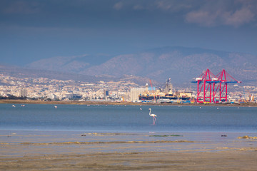 Limassol salt lake