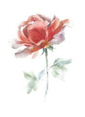 Rose flower close up watercolor painting illustration isolated on white background