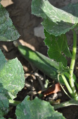 The beautiful Cucumber in Greenhouse