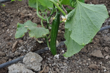 The beautiful Cucumber in Greenhouse