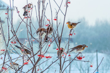 motley blackbirds eats the frozen rowan berries on a tree