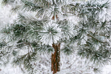 beautiful pine branches in hoarfrost
