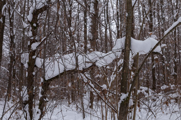 snow lying on a branch and taking its form