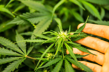 Young cannabis plant. Medicinal indica with CBD. Cannabis at the beginning of flowering. Green...