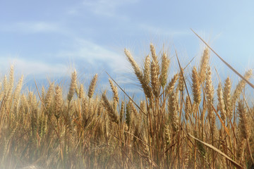 Wheat field against a blue sky