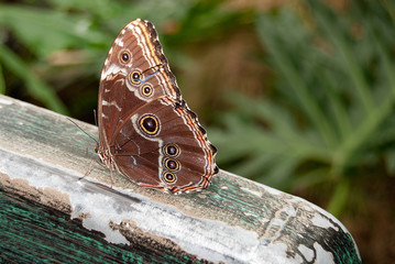Fototapeta premium zamknąć się niebieski motyl morpho na rustykalne drewniane poręcze