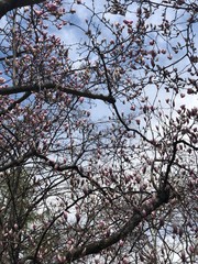 SPRING TREES