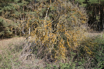 Tree with lichen near Štěnovice village, South Bohemian region, Czech republic