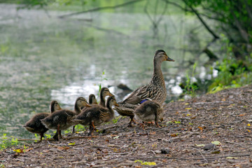 Wild Mama Duck and Her Clutch of Ducklings