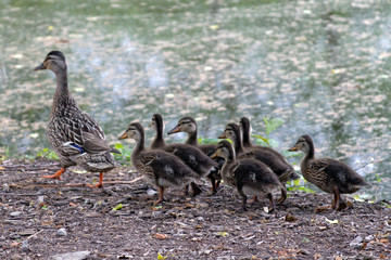 Wild Duckling Parade