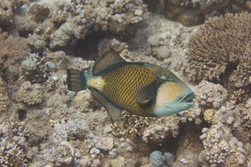 Fototapeta na wymiar Titan Triggerfish in Red Sea