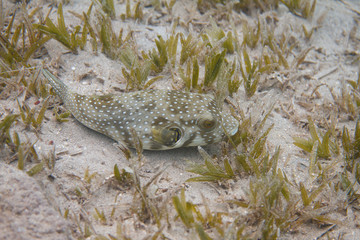 White-Spotted Puffer in Red Sea © Peter Clark