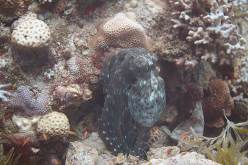 Reef Octopus in Red Sea