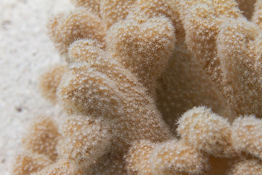 Leather Coral in Red Sea
