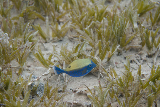 Bluetail Trunkfish in Red Sea