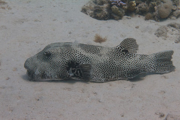 Star Puffer in Red Sea
