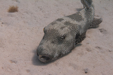 Star Puffer in Red Sea