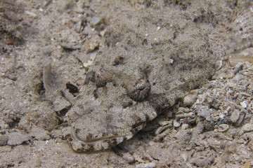 Indian Ocean Crocodilefish in Red Sea
