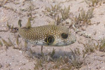 White-Spotted Puffer in Red Sea