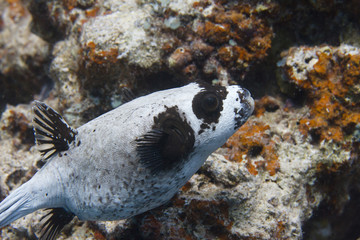 Masked Puffer in Red Sea