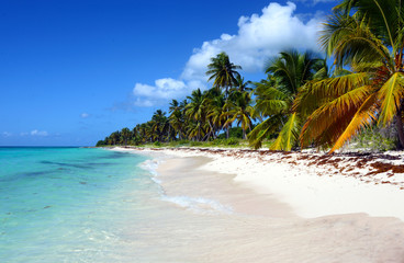 Beautiful view of the ocean and palm trees from the beach of the island of Saona, Dominican Republic on a warm sunny day. Turquoise warm water and fine white sand - a haven for relaxation.