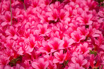 Close-up of a carpet of pink Rhododendron indicum (azalea) flowers in full bloom
