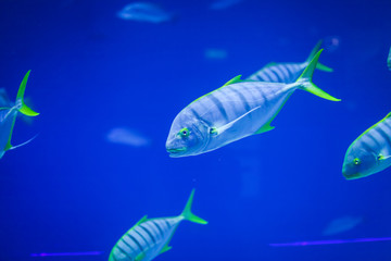 Big aquarium with deep blue water and different fish in it. in the aquarium you can look at the wild life under water.