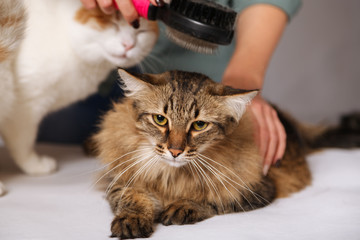 Tabby cat lays and enjoys combing and the other cat is watching him. The concept of pet care