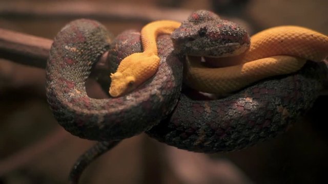Close-up: Vipers Cuddling on a Branch
