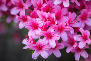 Fototapeta na wymiar Close-up of pink Rhododendron indicum (azalea) flowers in full bloom
