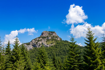 The forest in the national park Mala Fatra, Slovakia.