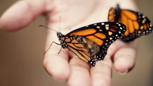 Close-up: Two Monarch Butterflies in a Hand