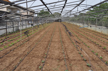 The beautiful Greenhouse