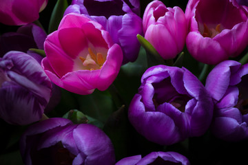 Obrazy na Szkle  Podświetlane tulipany w ciemności