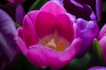 Fototapeta na wymiar Back lit tulip with dark background