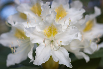 Fototapeta na wymiar Close-up of white rhododendron flower in full bloom in a garden