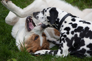 Hunde beim Beißspiel