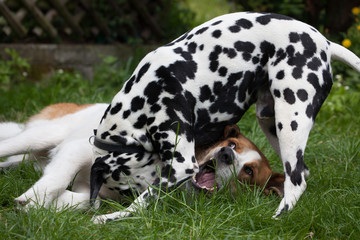 Fototapeta premium Hunde beim Beißspiel