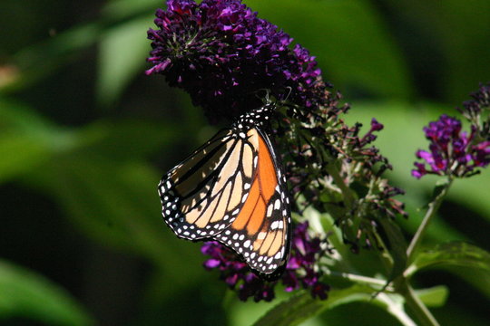 monarch butterfly feeding on purple butterfly bush flowers in garden