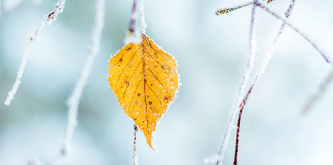 The last leaf on the birch in the winter. Frost on the trees_