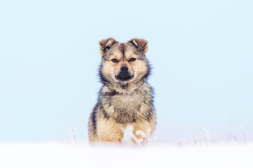 A small dog in the snow against the background of a light blue sky . Animals in the winter_