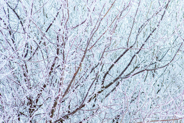 The background of the thick branches of the tree covered with frost_
