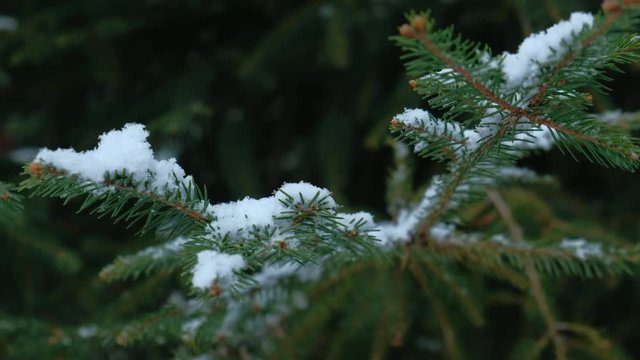 Panning close-up view on snow flakes landing on firtree branches