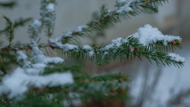 Close-up with shifting focus on snow flakes landing on firtree branches