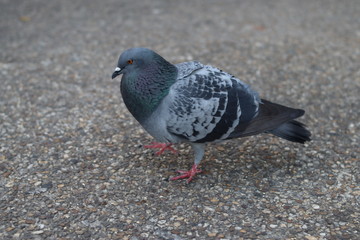 pigeon on a background