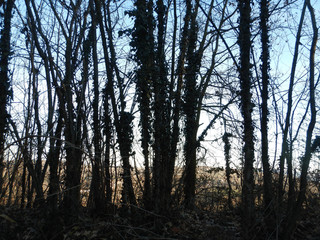 Fototapeta premium Tree trunks in a forest