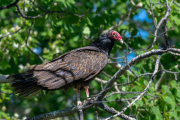 Turkey Vulture Perched in a Tree with Green Background