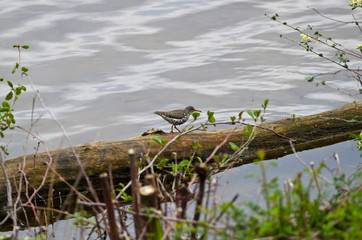 Spotted Sandpiper