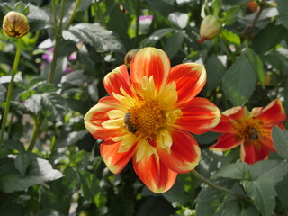 Blossom of a dahlia with red yellow  petals. Yellow stamens of the plant. In the middle a honey bee collecting pollen